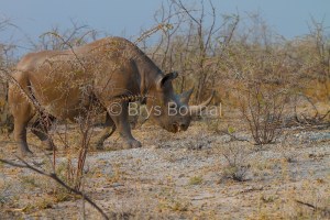 Rhino 28bis